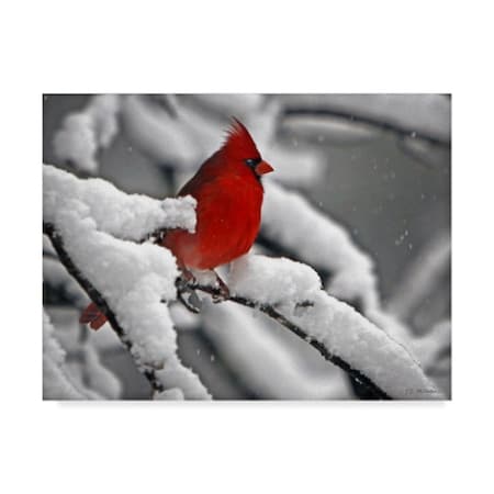 J.D. Mcfarlan 'Cardinal In Snow' Canvas Art,14x19